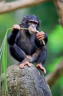 Chimpanzee (Pan troglodytes troglodytes), young animal, using tools, eating termite mounds