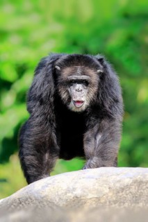 Chimpanzee (Pan troglodytes troglodytes), adult male