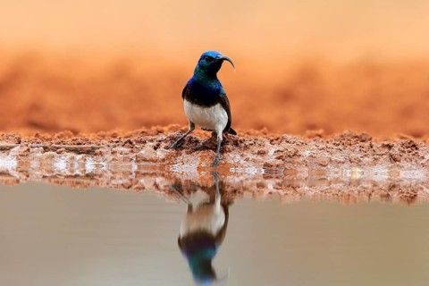 White-bellied Sunbird (Cinnyris talatala), adult, male, at the water, Kruger National Park, Kruger