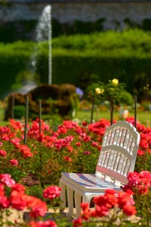 White baroque bench stands in a blooming garden full of red roses with a bubbling fountain in the