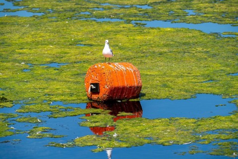 Lake Baldeney, Ruhrstausee, seagull flies over water lilies, Elodea waterweed plants, in the lake,