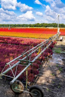 Automatic irrigation on an outdoor area of a horticultural business, autumn plants, heather plants,