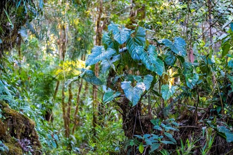 Dense vegetation in the cloud forest, mountain rainforest, Parque Nacional Los Quetzales, Costa