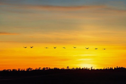 Flock of cranes flying over a woodland in silhouettes at a colorful sunset