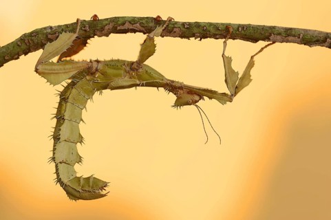 Giant prickly stick insect (Extatosoma tiaratum), female, captive, occurrence in Australia