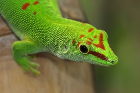 Madagascar giant day gecko (Phelsuma grandis), captive, native to Madagascar