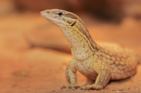 Spiny-tailed monitor (Varanus acanthurus), captive, occurring in Australia