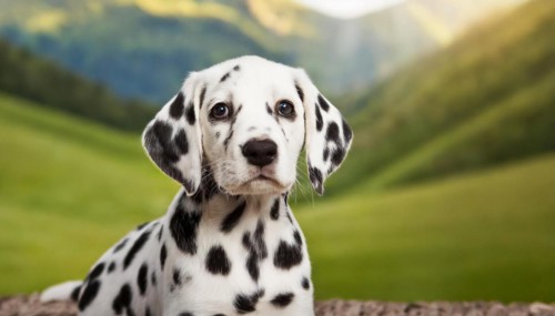 Pets, Dog, Dalmatian, Puppy, AI-generated, AI generated