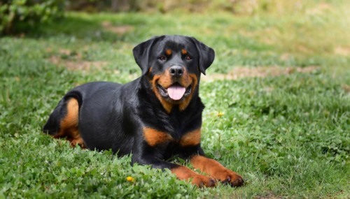 Pets, dog, Rottweiler, AI-generated, AI generated