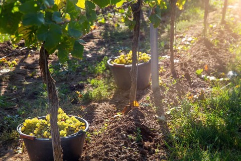 Hand-picking of Pinot Blanc grapes in the Palatinate (Norbert Groß winery, Meckenheim)