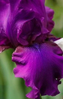Beautiful multicolored iris flower bloom in the garden. Close up, fragility and summer concept