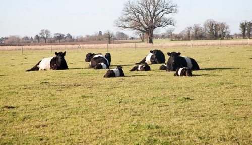 Rare breed Belted Galloway beef cattle herd at Lux farm, Kesgrave, Suffolk, England, United
