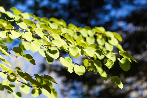 Branch of Cercidiphyllum japonicum in the botanical garden