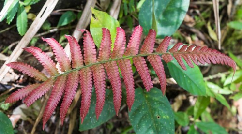 Red-leaf fern in the jungle. Malaysia
