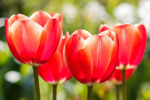 Beautiful rose tulip flowers with green blurred background