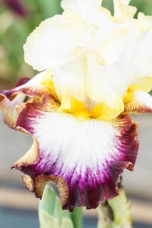 Beautiful multicolored iris flower bloom in the garden. Close up, fragility and summer concept