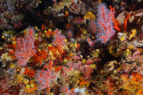 Red coral (Corallium rubrum) in the Mediterranean near Hyères. Dive site Giens Peninsula, Provence