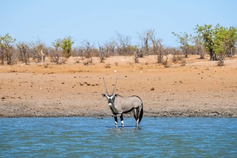 Gemsbok (Oryx gazella) standing in the water, waterhole in dry savannah with orange-coloured sand,