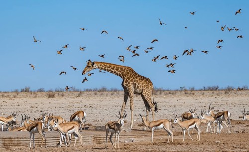 Various groups of animals at a waterhole, herd of springbok (Antidorcas marsupialis) and angolan