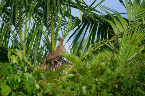 Chestnut-headed Chachalaca, Ortalis ruficeps, Amazon Basin, Brazil, South America