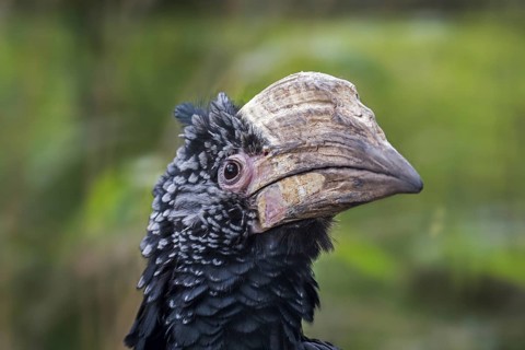 Silvery-cheeked hornbill (Bycanistes brevis, Ceratogymna brevis) close up portrait, native to East