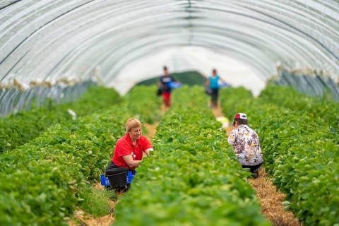 Harvesting strawberries, harvest helper, strawberry cultivation in the open field, under a foil