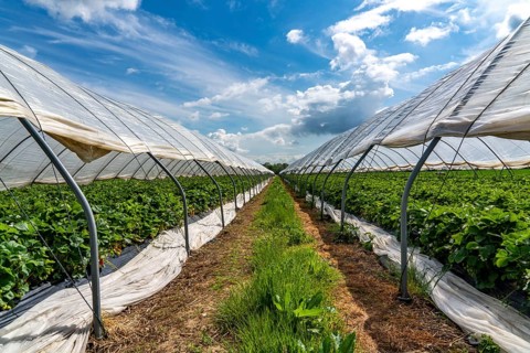 Harvest of strawberries, strawberry cultivation in the open, under a foil tunnel, young strawberry