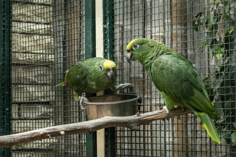 Natterer's Amazon, Yellow-crowned Amazon (Amazona ochrocephala natteri), Walsrode Bird Park, Lower