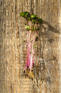 Top view of fresh kohlrabi sprouts on wooden background