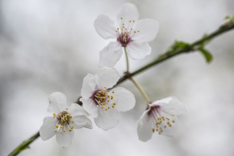 Myrobolane (Prunus cerasifera), Emsland, Lower Saxony, Germany, Europe