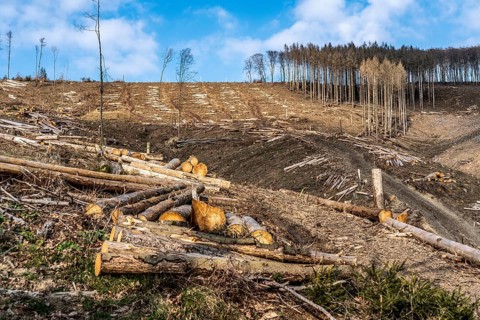 Cleared forest area north of the village of Öventrop, district of Arnsberg, dead spruce stands were
