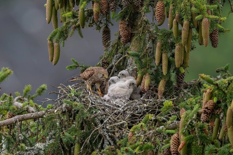 Common kestrel (Falco tinnunculus), female adult bird feeding young birds not yet ready to fly in