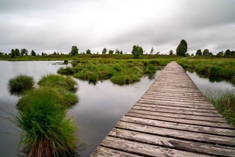 The High Fens, Brackvenn, raised bog, wooden plank hiking trail, in Wallonia, Belgium, on the