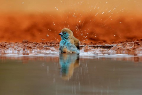Angolan butterfly finch (Uraeginthus angolensis), blue-eared butterfly finch, adult, at the water,