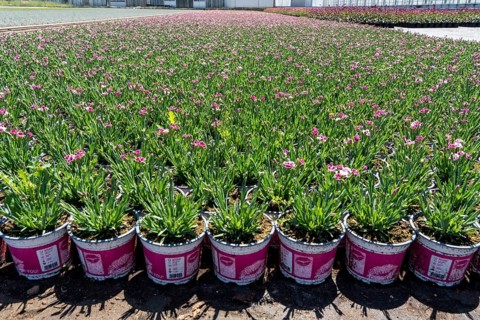 Horticultural business, greenhouse and open-air, various types of potted plants are grown here to