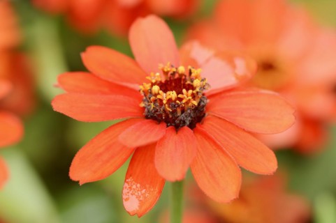Zinnia (Zinnia elegans, Zinnia violacea), flower, ornamental plant, North Rhine-Westphalia,