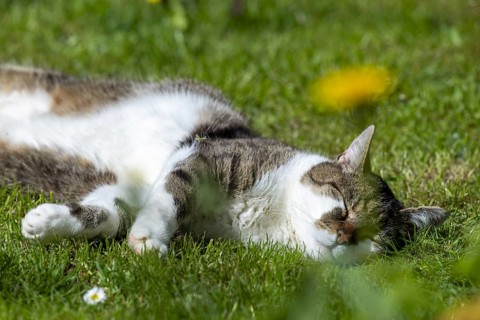 Snoozing and contented domestic cat (Felis catus), Blaustein, Baden-Württemberg, Germany, Europe