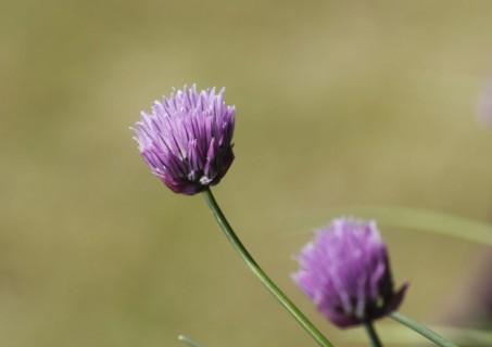 Chive (Allium schoenoprasum), in bloom, North Rhine-Westphalia, Germany, Europe