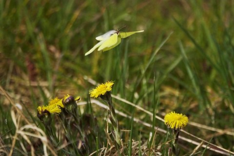 Lemon butterfly on coltsfoot, March, Germany, Europe