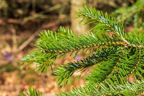 Close up at a green Veitch's fir (Abies veitchii) branch with green needles a sunny summer day