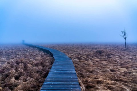 The High Fens nature park Park, in the German-Belgian border region near Eupen, winter, fog, wooden