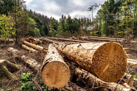 Forest dieback in Arnsberg Forest, northern Sauerland, dead spruce trees, partly cleared forest,