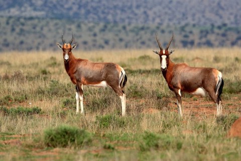 Bontebok (Damaliscus pygargus), adult, subadult, two, foraging, Mountain Zebra National Park, South