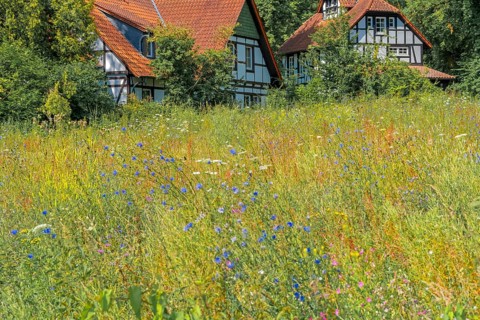 Wildflower meadow Half-timbered farmhouse Bad Oexen Germany