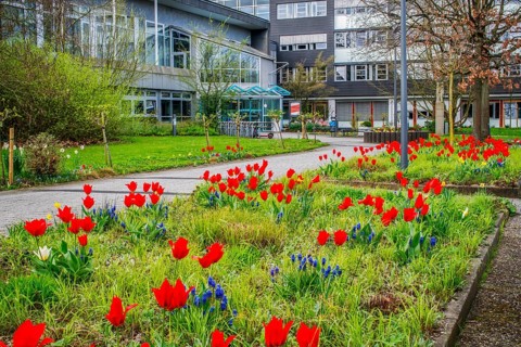 District Schauburg Spring with tulips Stadthagen Germany