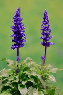 Mealycup sage (Salvia farinacea), flowering, Elllerstadt, Germany, Europe