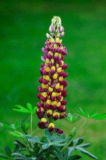 Large-leaved lupin (Lupinus polyphyllus), perennial lupin, flowering, Elllerstadt, Germany, Europe