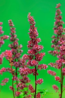 Astilbe, flowering, blossom, Elllerstadt, Germany, Europe