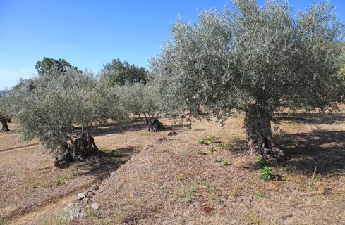 Olive trees growing on terraces, Aldenueva de la Vera, La Vera, Extremadura. Spain
