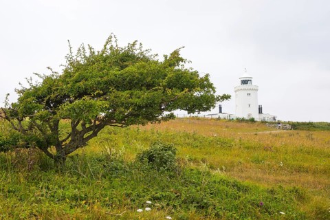 South Foreland Lighthouse, lighthouse, hawthorn (Crataegus), windbreaker, White cliffs of Dover,